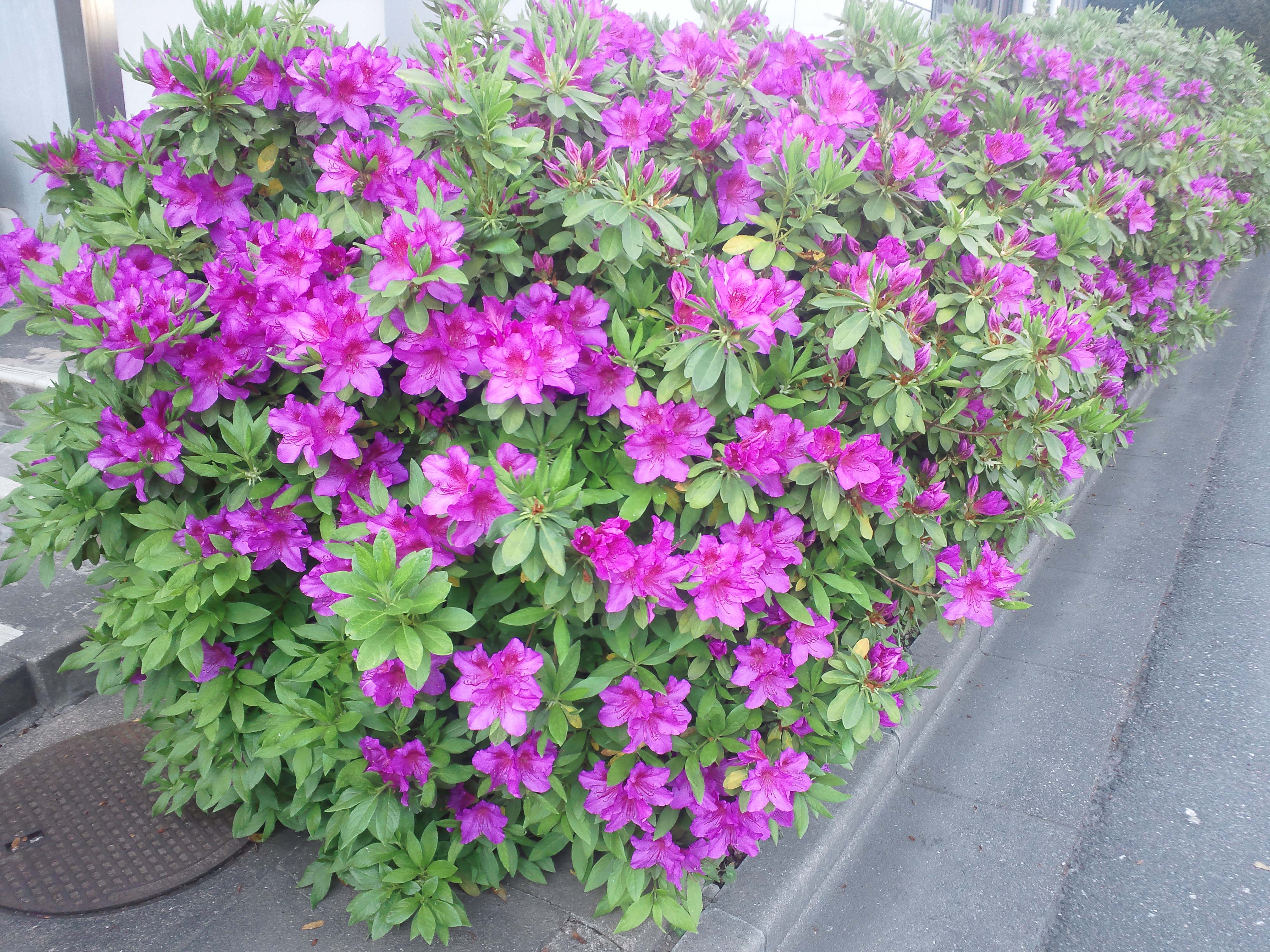 ブログ用花ピンク.jpg