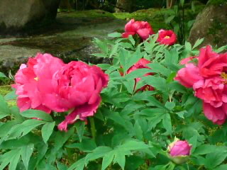 100512_0945~010001.jpg