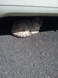 20120407_154248.jpgのサムネイル画像
