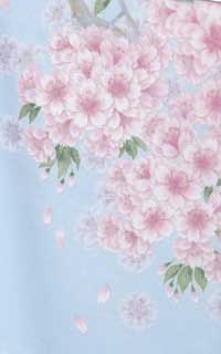ブルー山桜