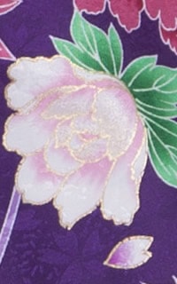 紫百日草