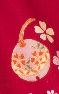 赤菊