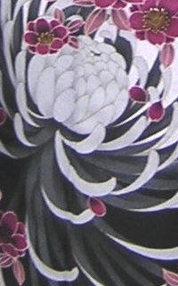 白桜菊Details1