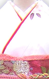 白桜菊Details2