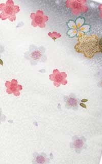 白肩桜