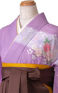 明星藤色